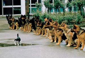 Cat Dogs